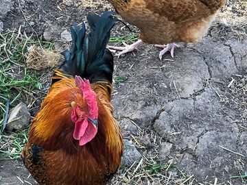 Brian the cockerel