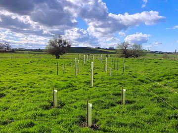 New tree plantings divide up the site