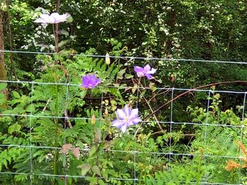 Wildlife throughout the site.