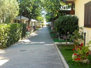 Tree-lined avenue