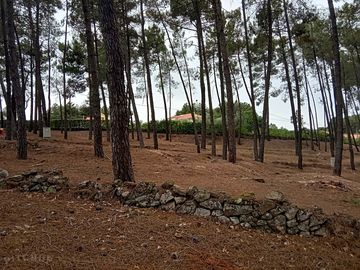 Forest pitches