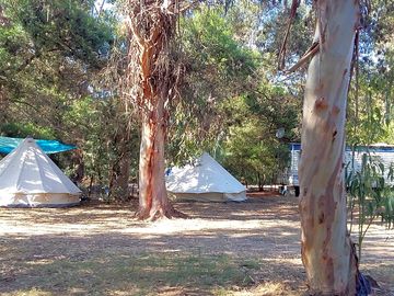Pitches surrounded by eucalyptus trees