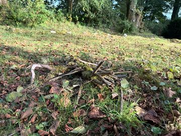 Woodland walk on the farm.