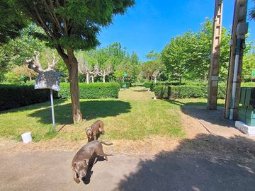 Grass pitches and dogs