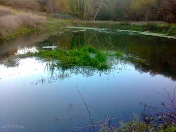 The pond