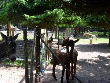 Meet the farm animals