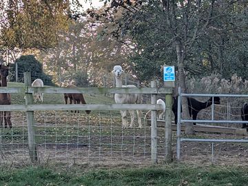 Alpacas