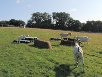 The goats on their play area, which runs alongside the access to the 'top field' camping area