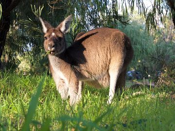 Meet the locals