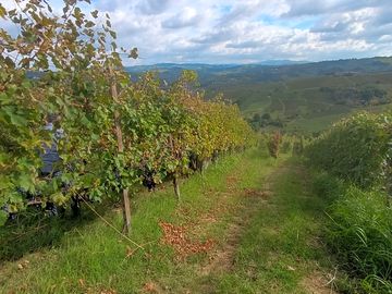 Vineyards