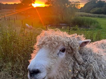 Dougal, one of our pet sheep