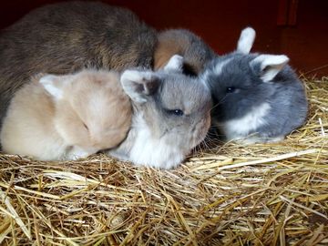 The baby rabbits