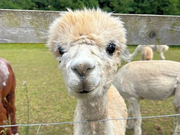 🦙