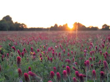 Flower field just outside the site