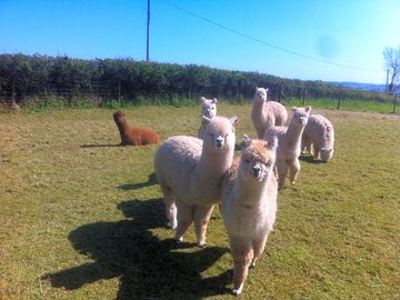Some of the nosy alpacas