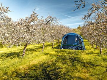 Huge pitches in mature orchard