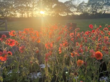 Sunset over the plant nursery