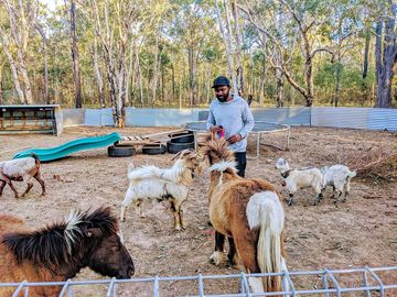 Around the site animals