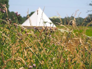 Long grass
