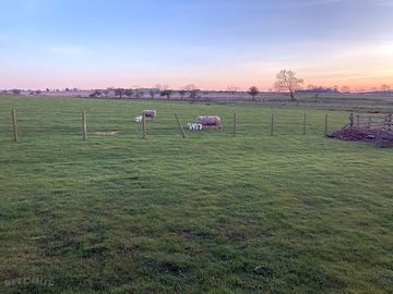 Sheep with lambs next to the camping paddock