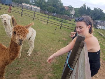 Meet the alpacas