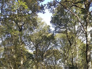 Looking up through the trees - a view to wake up to