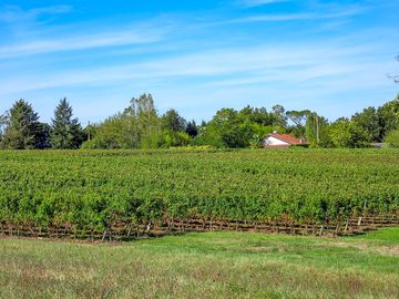 The vineyard, next to the pétanque court
