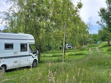 Pitches among the trees