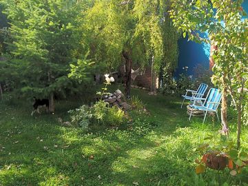 Back garden