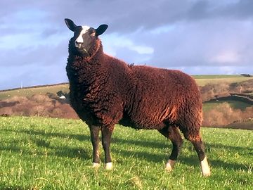 Sheep on the farm