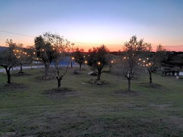 Olive grove at sunset