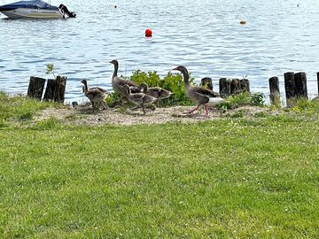Geese visit the place with their young
