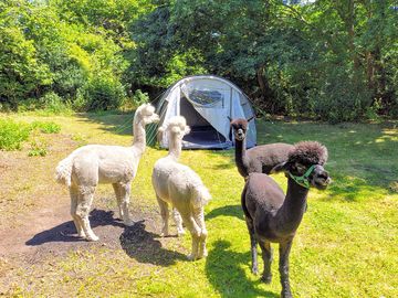 Cheeky visitors
