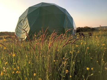 Wild meadow surroundings
