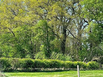 View of the field