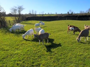 Goats in the fields surrounding the site