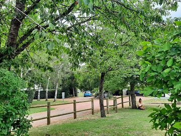 Mature trees around the site