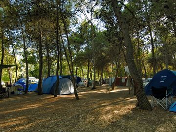 Trees around the site