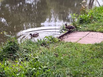 Ducks around the pool