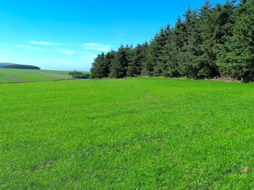 Field surrounded by tall trees