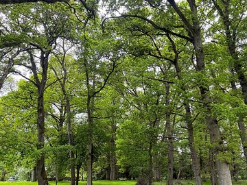 Camp under the oak trees