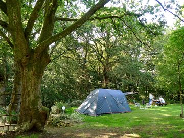 Pitches under the trees
