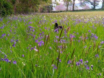 The bluebells in the meadow