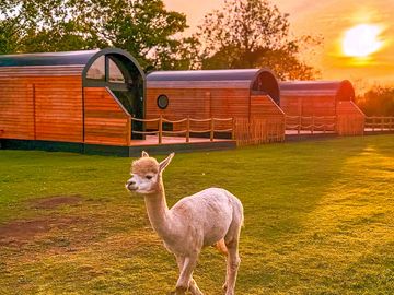 One of the alpacas strolling around