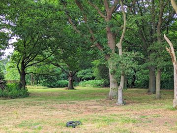 Grassy glade