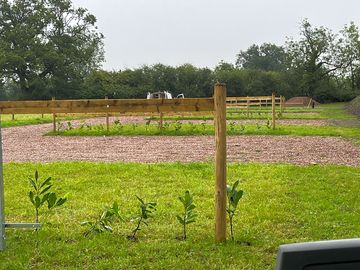 Newly planted hedges