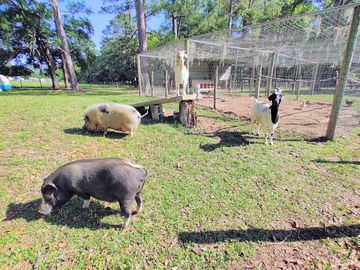 Rescue and retired farm animals on site