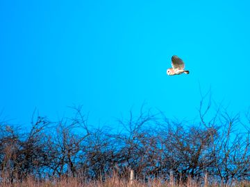 One of our resident barn owls you might be lucky enough to see