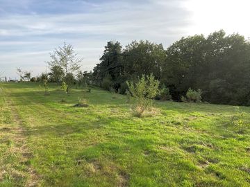Young woodland wilding area