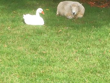 Keeping an eye on my blind friend, the goose